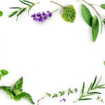Most Common Medicinal Plants That Can Save Your Life